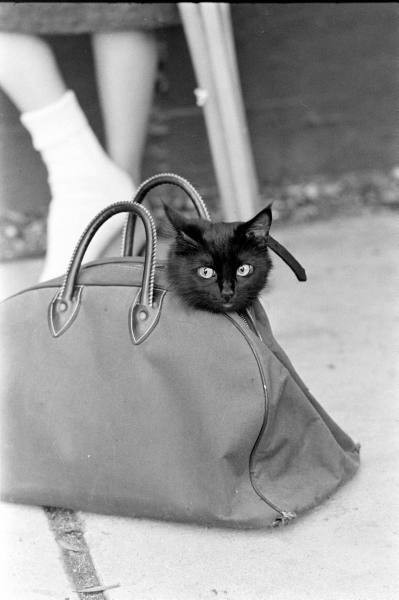 bookmania:  butw0rldenough:  Black cat auditions photographed for Life Magazine,