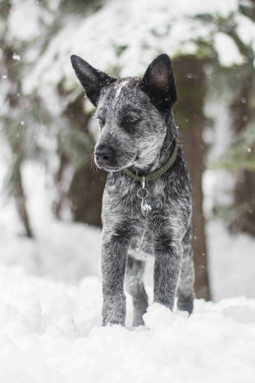 handsomedogs: Blu ft. Snowflakes