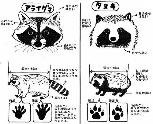 esuk181:ぼくは狸派
