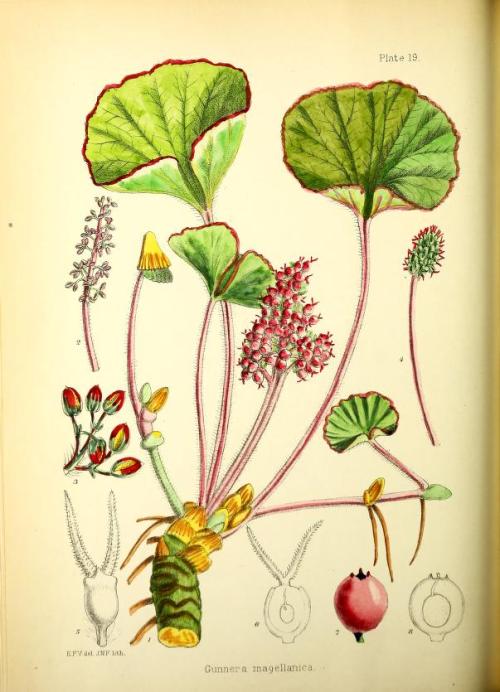 Mrs. E. M. CottonIllustrations of the Flowering Plants and Ferns of the Falkland Islands. London: L.