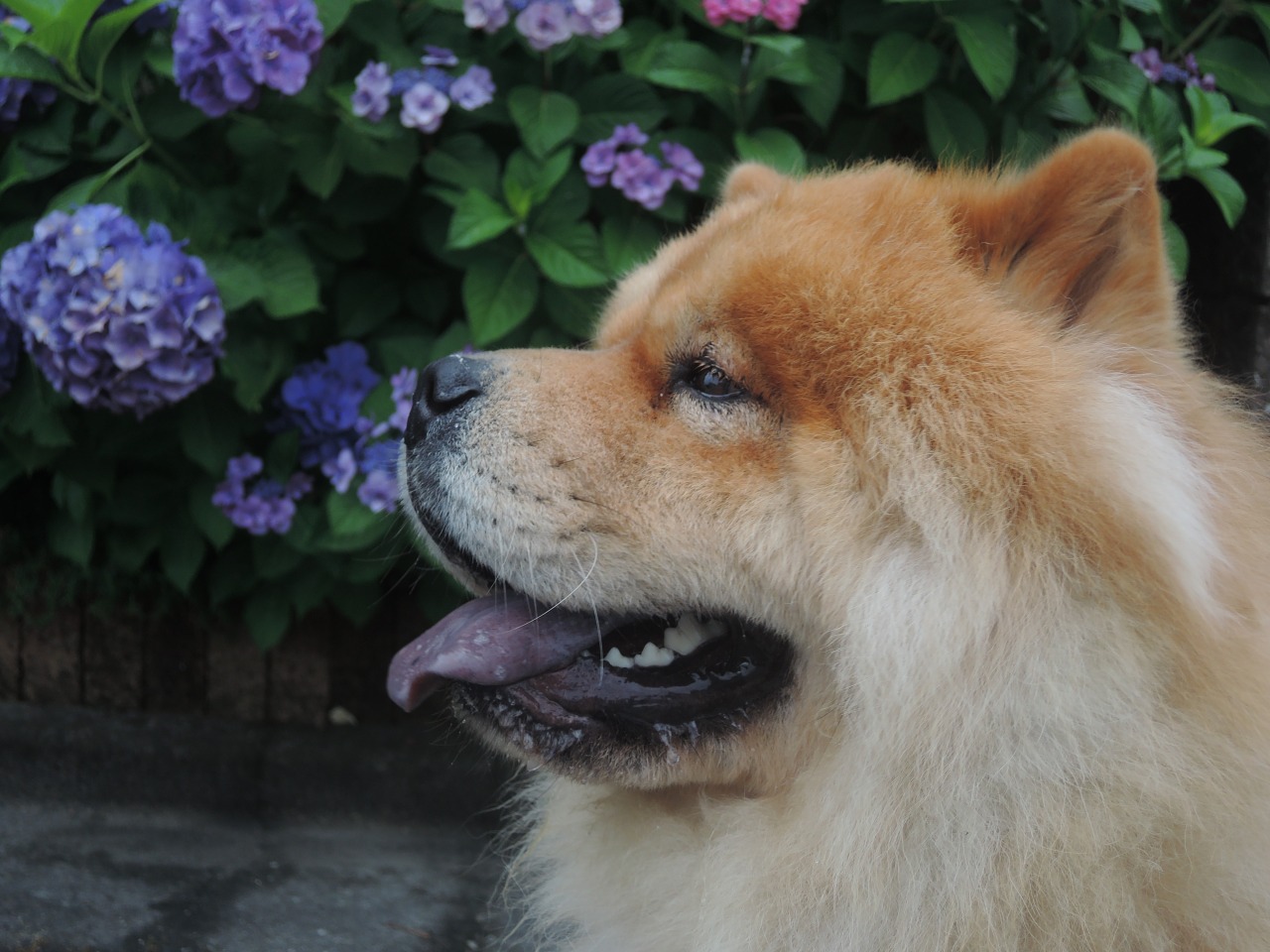 chow29dora:  雨上がりの紫陽花。Hydrangea After Rain. 今年もトトロをイメージしたく、河川敷に群生していたつる草の葉を一枚頭にのせてみたけど、なんか微妙だ。まんまるオツムで柏餅っぽい・・・。Totoro