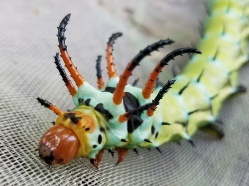 bugkeeping:no wonder why they’re called “hickory horned devils”
