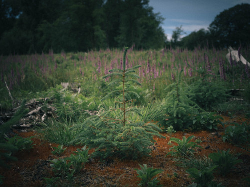 Protected woodland, West Bagborough Hasselblad X1D II 50C + XCD 45mmPhotographed by Freddie Ard