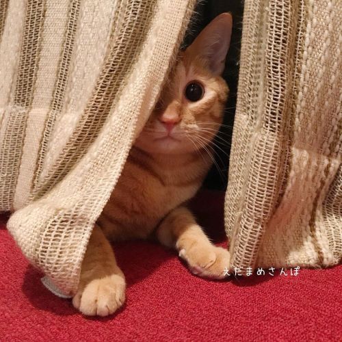 カーテンから ちらぁ 目がまん丸。 どういうわけか興奮気味です。 . . . #cat #catstagram #catsofinstagram #ilovemycats #picneko #ねこ #