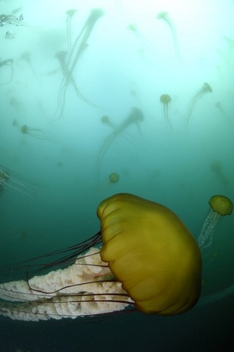 thelovelyseas:  Close up portrait of a sea nettle jellyfish, Chrysaora species by Jeff Wildermuth