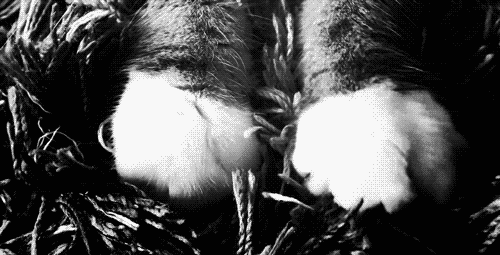 anneshirleygirl:  Si un gato te hace esto, tú eres oficialmente su territorio. 