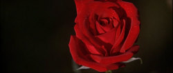 girlpacino:Roses in American Beauty (1999)