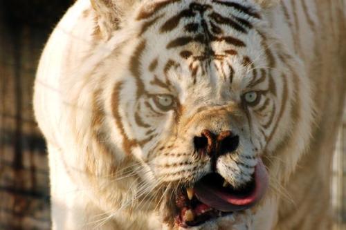 doloresd3:  Kenny, The Tiger with Downs