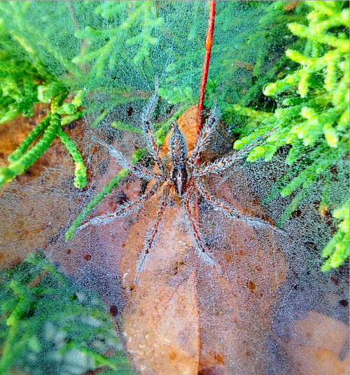 A grass spider covered in morning dew on my way to class today.