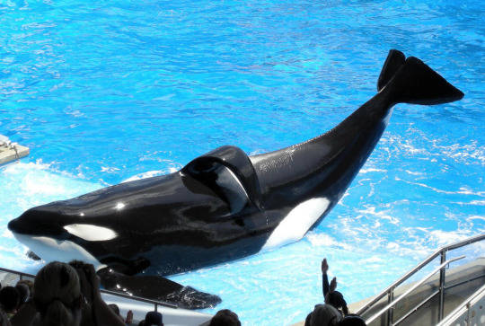 Porn Pics definitelynotafurry:   This is Tilikum. you