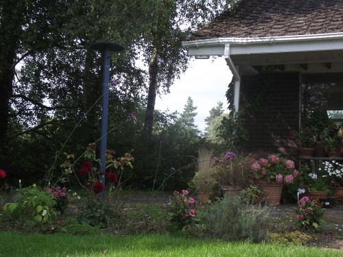 pine-weevil:  my grandparents house 08/09/2014