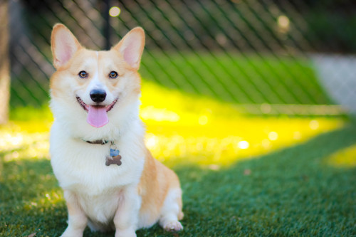 gatsbyadventures:  GATSBY IS TWO YEARS OLD TODAY! Time sure flies. I still remember the day I received the email from his breeder, letting me know that the puppies were born. The only boy in a litter of 4. The email read (in part): “…the first one