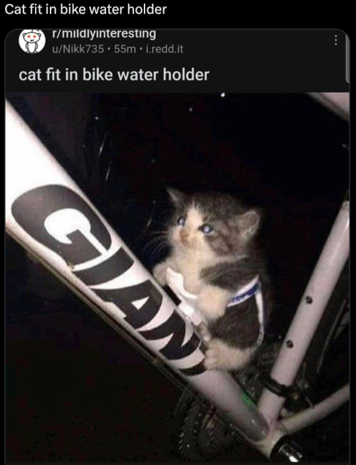 Your Daily Dose Of Cat Memes