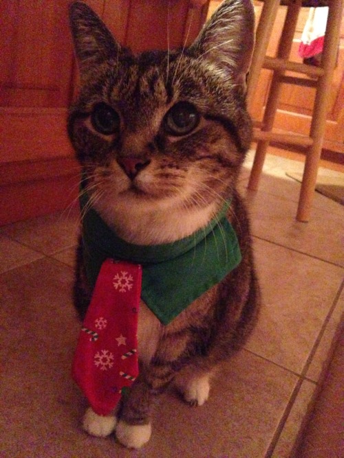  My cat is a female gentleman for christmas 