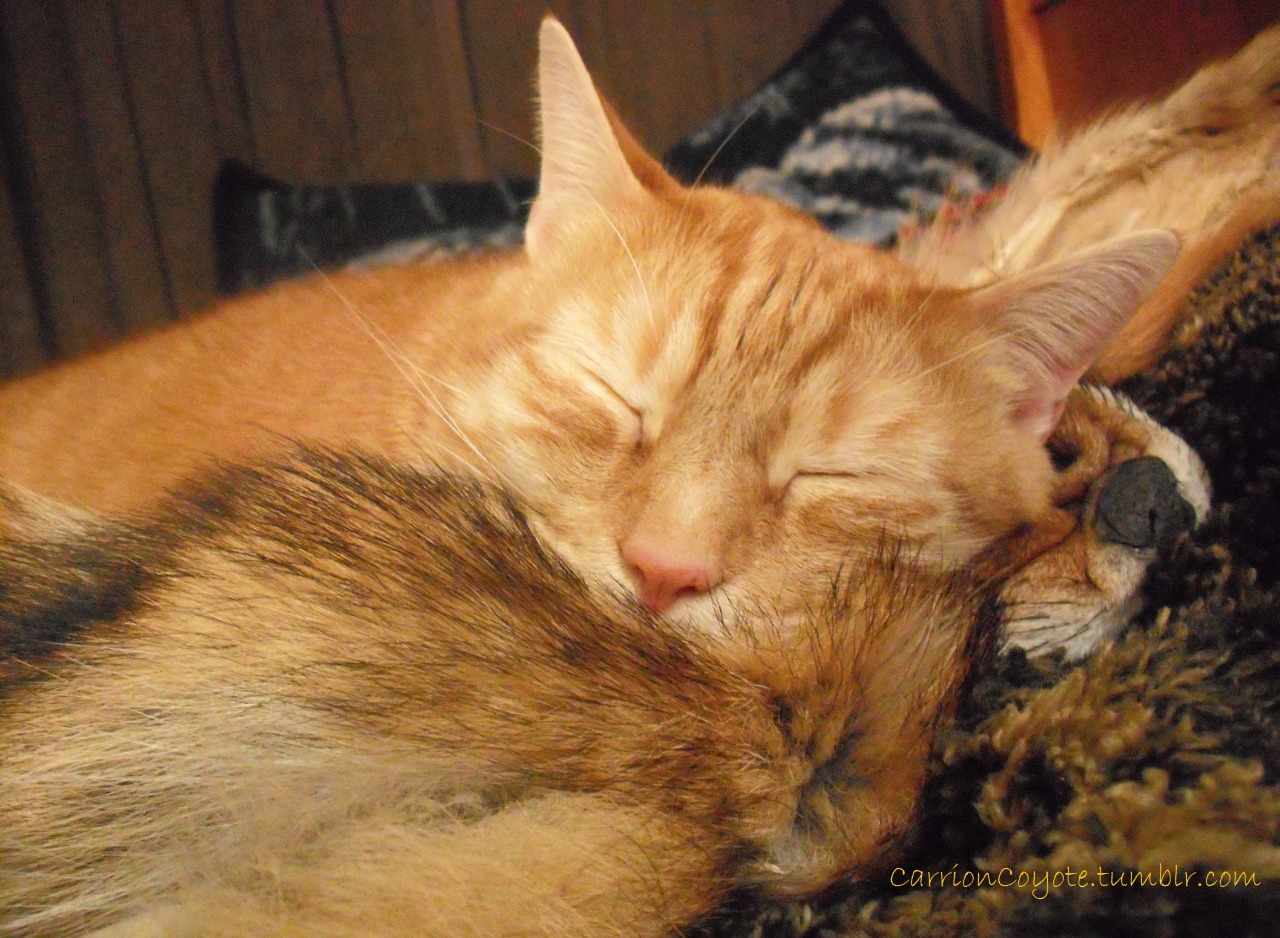 carrioncoyote:  Got a new coyote today. Tucker really took a liking to it.