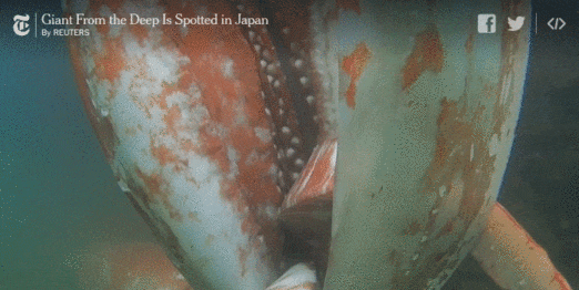 mindblowingscience:This is a real life, alive Giant Squid found off the coast of Japan. This video w