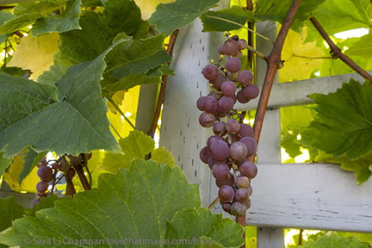 Finally getting some ripe grapes https://www.lovethatimage.com/blog/2021/10/interlaken-grapes-but-not-sure/ #Home gardening#grapes#interlaken grapes#round
