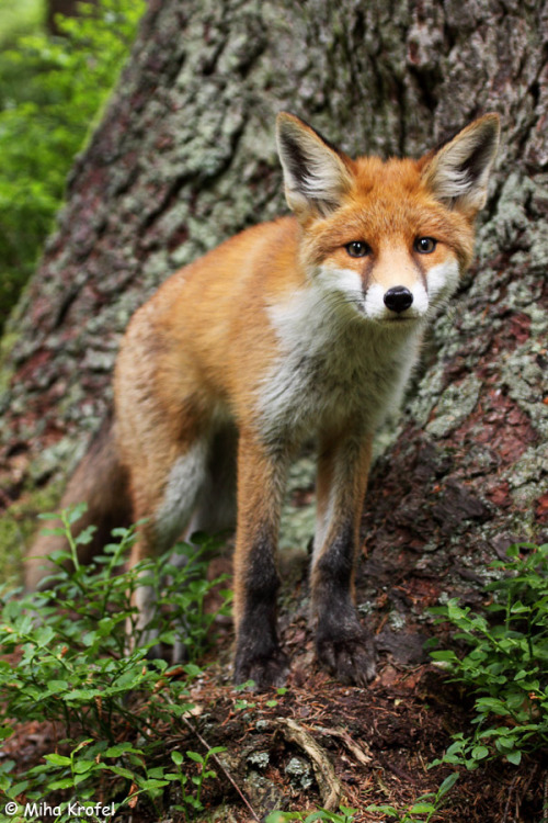 faerieforests: red fox in Dinaric forest4 by Miha Krofel