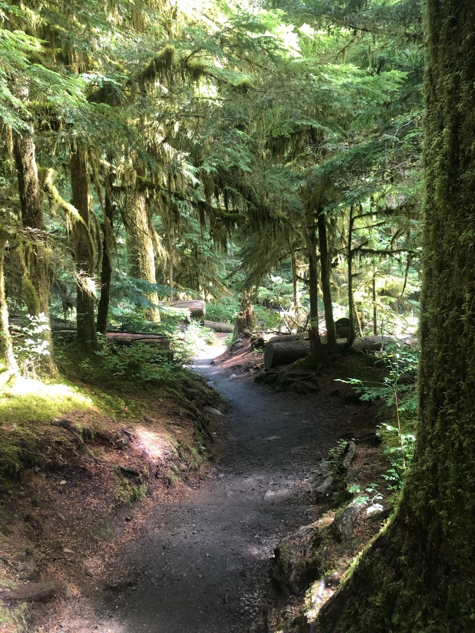 Finally got back out to Sol Duc falls, been talking about it anytime I see it pop