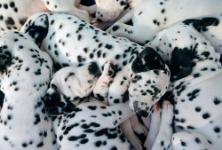 worldssmallesttrampoline:🐶 Piles of Dalmation puppies. 