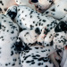 worldssmallesttrampoline:🐶 Piles of Dalmation puppies. 