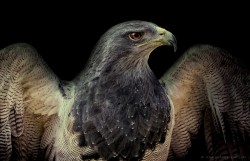 morethanphotography:  Powerful by pjkrebs 