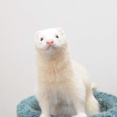 makin5:にっこりしーくん Smile 😉 #ferrets #ferret #ferretgram #pet #petstagram #instaferret #ふわもこ部 #フェレット #いたちぶくろ #animals