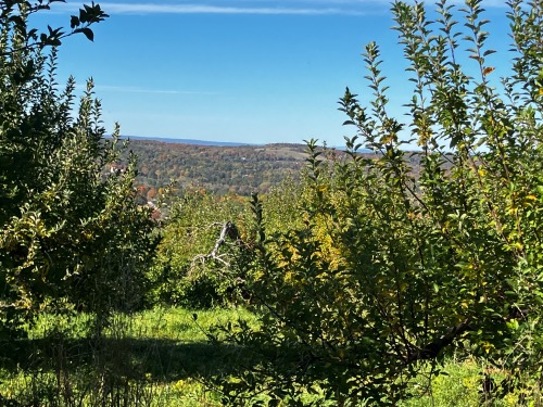 Went Apple Picking, Yall