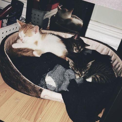 They figured out how the pet bed works.. . . #catsofinstagram #tabby #calico #sleepykitty #aww #fu