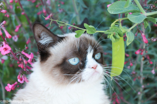 realgrumpycat:  The Daily Grump | March 30, 2013 