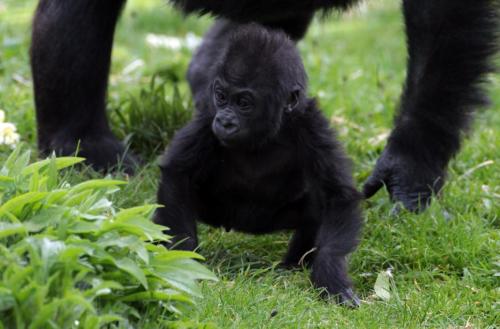 letsgowild:Baby Gorilla Takes His First Steps