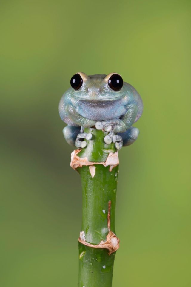 best-pet-frogs-for-beginners-pethelpful