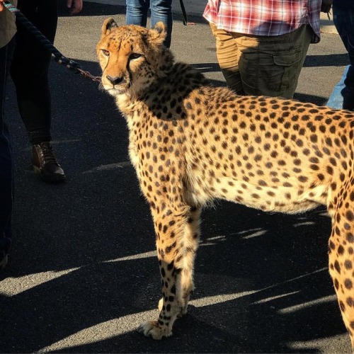 Yesterday was bring a cheetah to work day! Nice!#wildlife #cheetah #cat #cats #kitty#yourcatphot