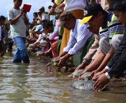 typhlonectes:  GOOD NEWS FOR CONSERVATION:Myanmar roofed turtles reintroduced to the wildSpecies believed extinct until rediscovery in 2001Congratulations to the Wildlife Conservation Society and the Turtle Survival Alliance  in Myanmar for the recent