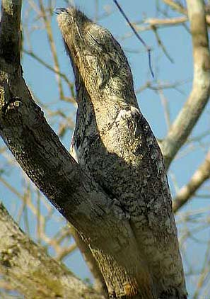 silverhawk:  silverhawk:  HEY HEY guys look at this fucking birdthis bird is called the potoo and despite its weird appearanceIT CAMOUFLAGES SUPER WELL???pls give this underappreciated bird species some notice bc damn no one knows how COOL these birds