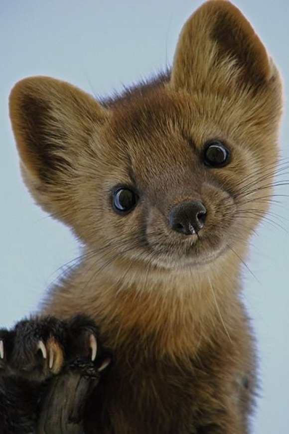 biology-online:  Pine martens are mainly active at night and dusk. They have a broad