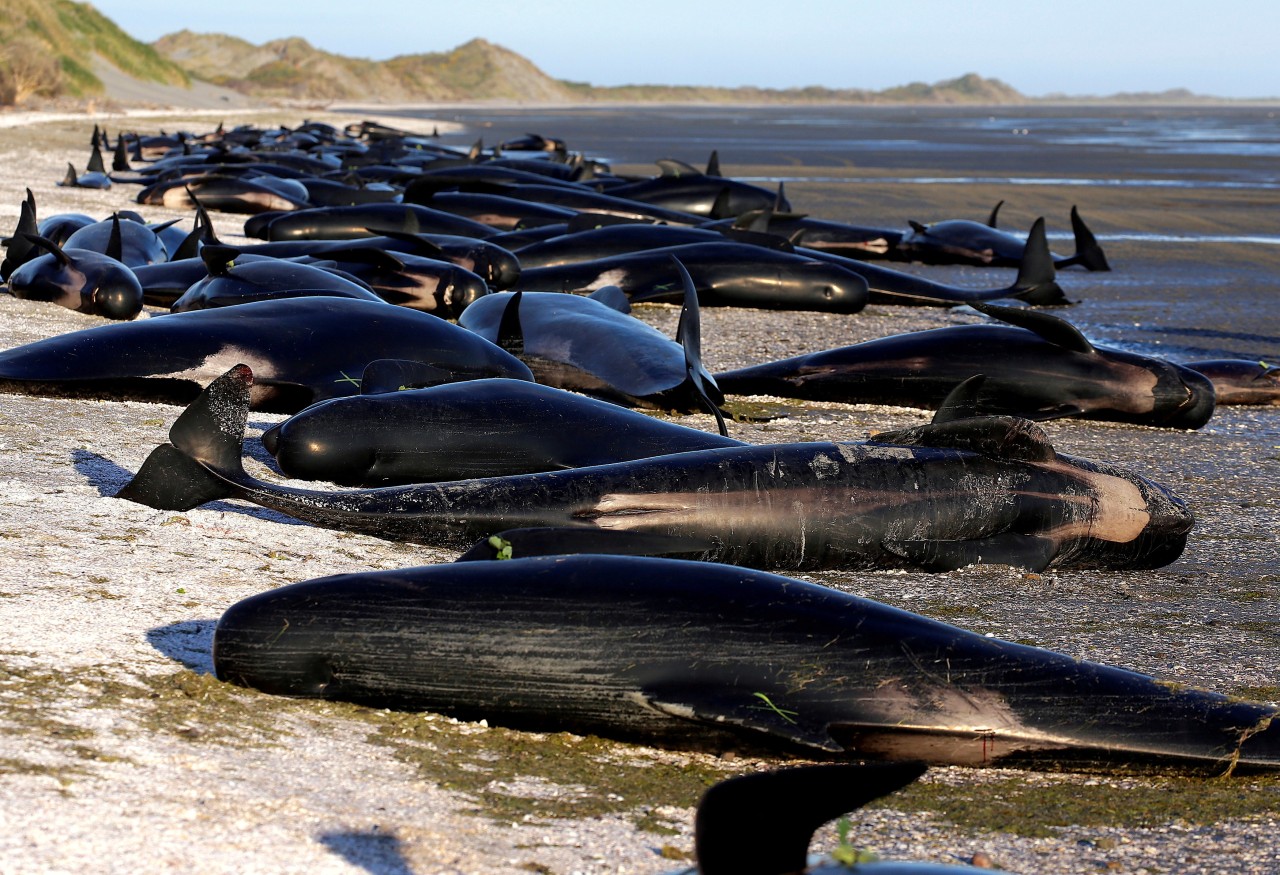 Cientos de ballenas encalladas en la costa de Nueva Zelanda.
Más de 400 ballenas encallaron este viernes en una playa de Nueva Zelanda y la mayoría murió a pesar de los esfuerzos por salvarlas. Andrew Lamason, portavoz del departamento de Medio...