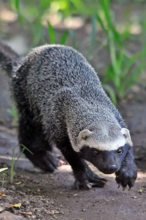 ainawgsd:  The greater grison (Galictis vittata), is a species of mustelid native to Southern Mexico