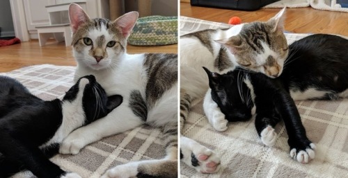 thecutestcatever:cutecatshere:Rescued Cat Dad Stays By Mom’s Side As Their Kittens Are Born Right Be