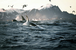 brutalgeneration:  Orcas (by Sirpa:)) 