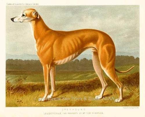 The Illustrated Book of the Dog by Vero Shaw. 1880. Chromolithograph. Cassell, Petter, Galpin Co., L