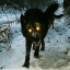 moon-wolf