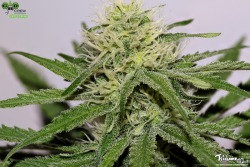 trichome-world:  CBD Critical Mass (CBD Crew) week 8