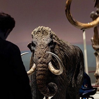 Maqueta de mamut, escala 1/5 per Fundació La Caixa #fundaciolacaixa #cosmocaixa #cosmocaixaba