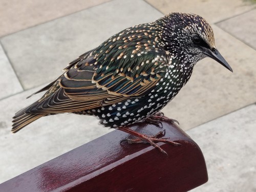 Today's Bird Is This Beautiful Starling Who Tried To Steal My Fish& Chips At The Seaside