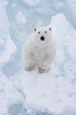 strategics:  helllo polar bear 