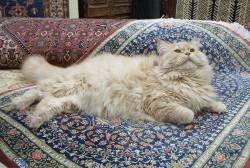 Persian Cat x Persian Rug