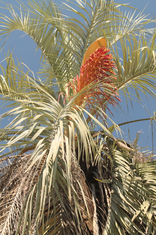 Un-identified Palm near Chavez Ravine, LA.