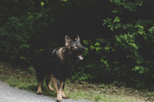 simply-a-lost-boy: Mid yell. @the-dog-without-fear 