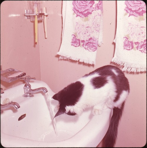 twoseparatecoursesmeet:  Suki at the Sink, 1963 Doris Thomas 